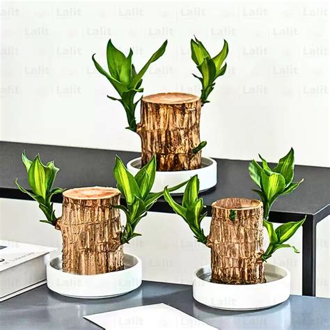 Brazilian Lucky Wood – Plant – Lalit Enterprise