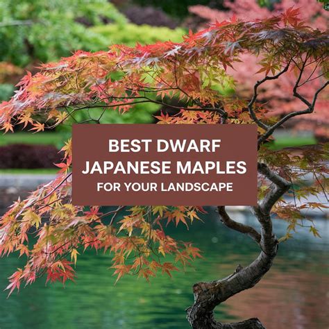 10 Best Dwarf Japanese Maples for Your Landscape