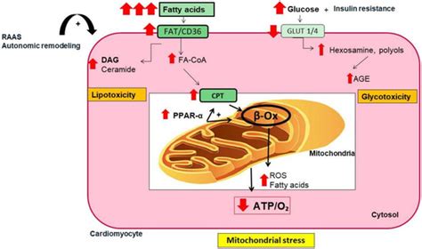 Atrial Fibrillation and Diabetes Mellitus: Dangerous Liaisons or ...