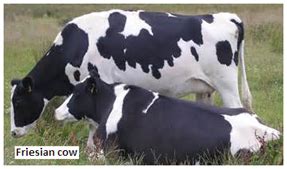 It is numbers and mathematics that help understand animal coats and the ...