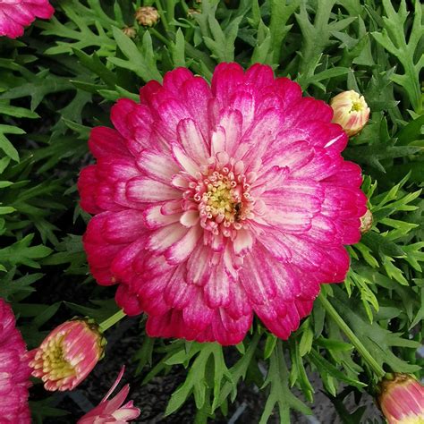 Shop Argyranthemum aramis Double Strawberry Cream | J. Parker's