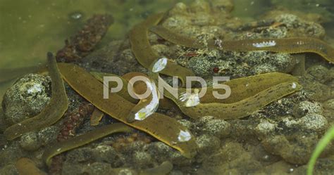 Natural Predators: What Fish Eat Leeches In Ponds