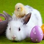 Image result for Easter Bunny Chick