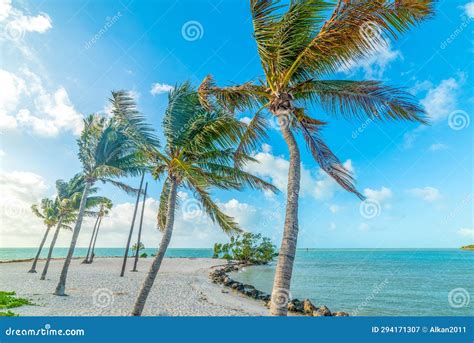 Palm Trees by the Sea in Sombrero Beach in Marathon Key Stock Image ...