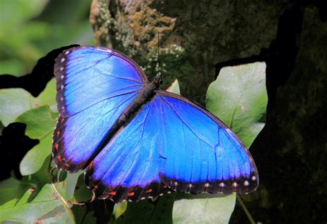 九种不同蝴蝶图片-白色背景下的九种各类不同的蝴蝶素材-高清图片-摄影照片-寻图免费打包下载
