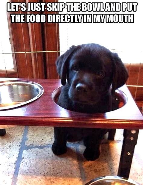 Funny Dogs Clean 的图像结果