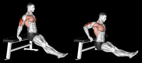 Bench Dips: Guide, Muscles Worked, Tips | Athlemove