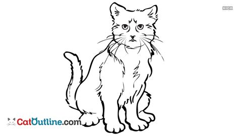 HowToBasic Cat 的图像结果