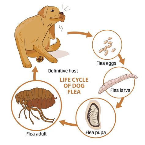 Can Fleas Reproduce Using Human Blood? - Homeostasis Lab