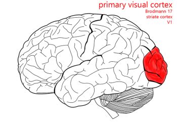 Image result for Primary Visual Cortex