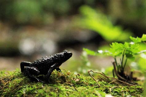Endangered Galaxy Frogs Disappearing After Wildlife Photographers Disrupt Habitats