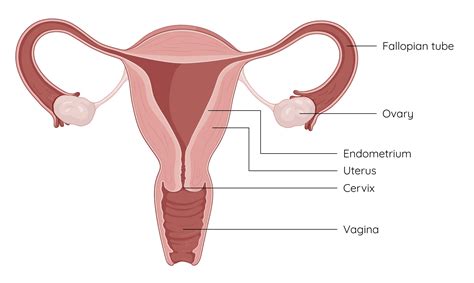 Image result for How to Draw a Female Reproductive System