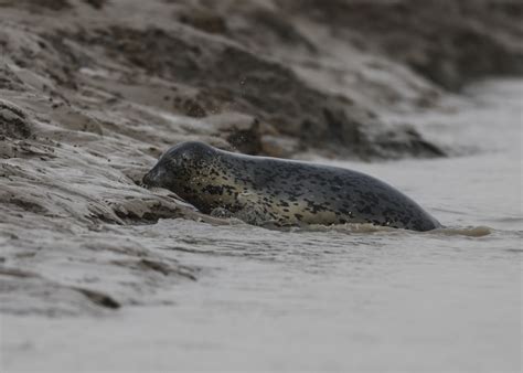 Photos Chine : phoques tachetés au Liaoning — Chine Informations