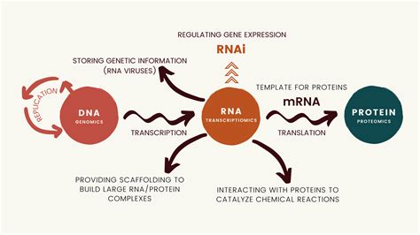 Image result for How RNA Work