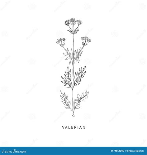 Sketch Of Valerian Osteen