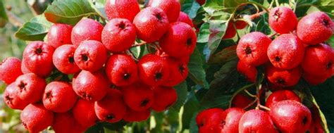 秋天成熟的水果 —【发财农业网】