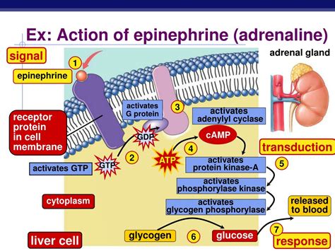 Mechanism Of Epinephrine In Anaphylaxis