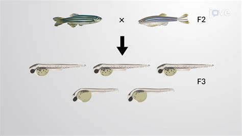 Image result for Forward Genetic Screen