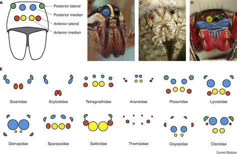 Spider vision: Current Biology