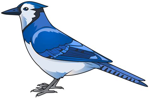 Eastern bluebird Clip art - Blue Bird Transparent PNG Clip Art Image ...