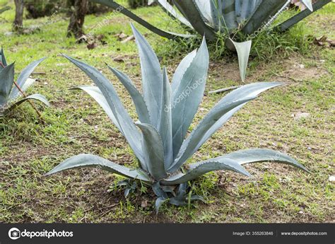 Agave Plant Tequila