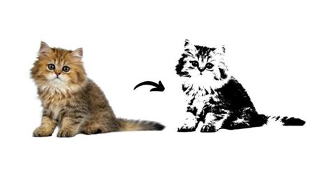 Image result for Convert Vector to Raster ArcGIS