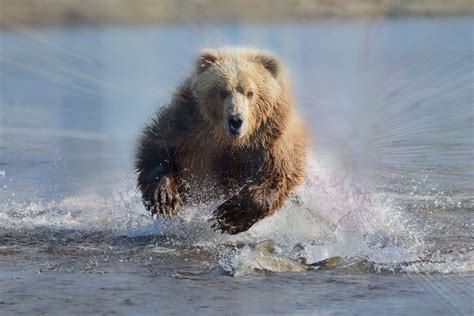 Grizzly Bear Running Full Speed