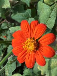 madrid Orange Tithonia Mexican Sunflower Seed Price in India - Buy ...