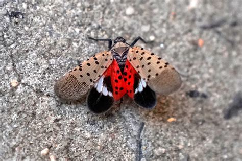 Here's why the spotted lanternfly invasion is so bad in NYC