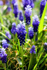 Image result for Spring Wallpapers for Desktop