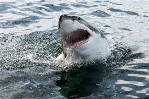 Scariest Shark Attack Ever