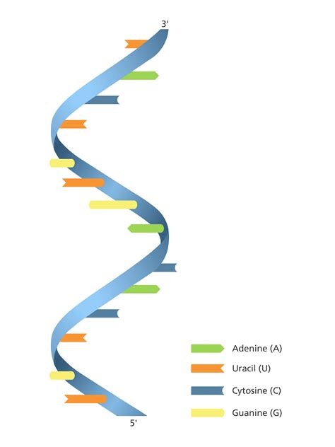 What is RNA? | Diagram of RNA types and uses