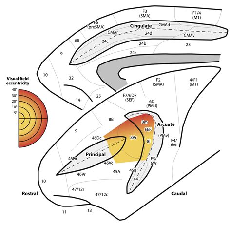 Schall Laboratory - Schall Laboratory at YorkU