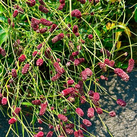 Plant Finder | Sanguisorba officinalis 'Red Thunder' - Great Burnet ...