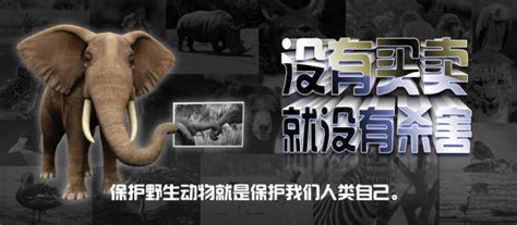 保护野生动物的宣传标语 保护野生动物，维护生态安全,口号-个性说