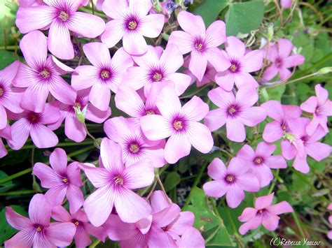 gousicteco: Light Purple Flowers Tumblr Images