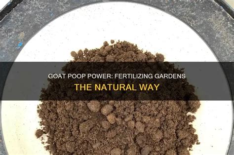 Image result for Goat Poop Fertilizer