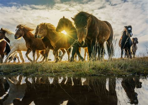 15 Interesting Horse Facts