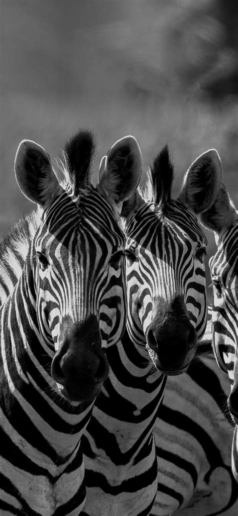 A herd of zebras - PixaHive