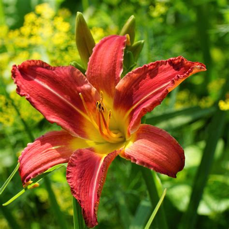 Daylily Autumn Red | Reblooming Red Daylily | Red and Gold Hemerocallis ...
