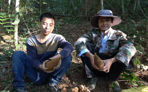 4月江西深山小竹笋长的快，一拔一大堆，个大肥嫩真过瘾_腾讯视频