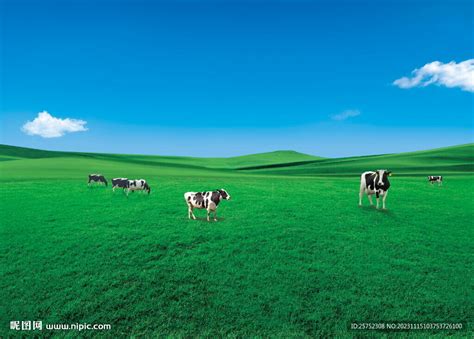 草原牛 的图像结果