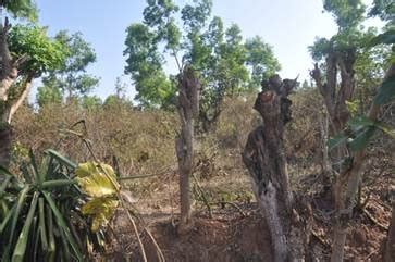 Conservation Of Fragmented Forests In Banavasi Range, Sirsi Forest ...