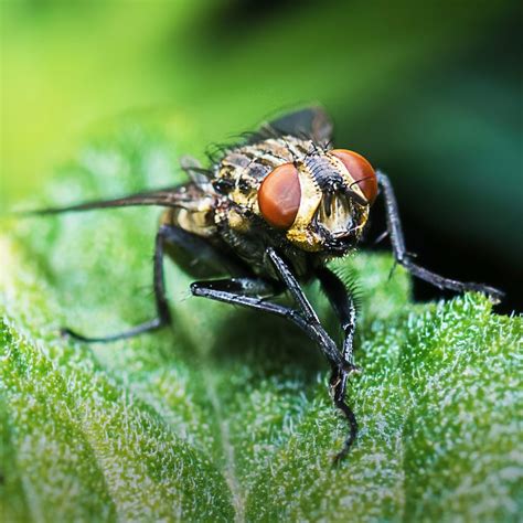 Hd insect Images - Free Download on Freepik