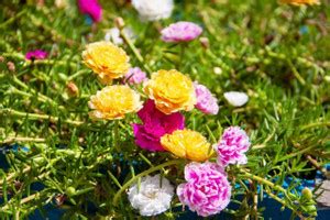 DIOART Portulaca Seed Price in India - Buy DIOART Portulaca Seed online ...