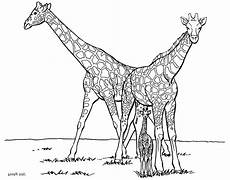 malvorlagen giraffen print giraffe coloring pages for to malvorlagen giraffen print giraffe coloring pages for to
