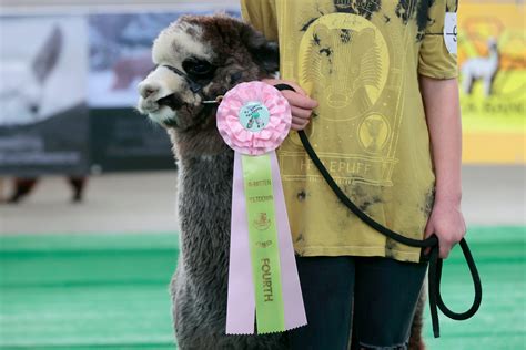 Michigan Alpaca Fest hosts 25th competition at Allegan Co. Fairgrounds