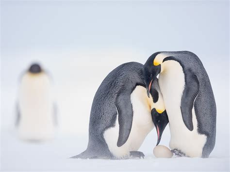 Emperor Penguin Baby Swimming