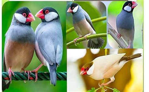 Buy Green View® Seed Mix for Java Finches|Net Weight 480 GM More Than ...
