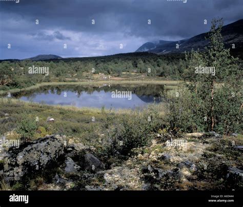 Arctic types of vegetation, Dovrefjell Nasjonalpark (National Park ...